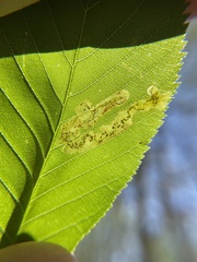 Phytomyza aesculi