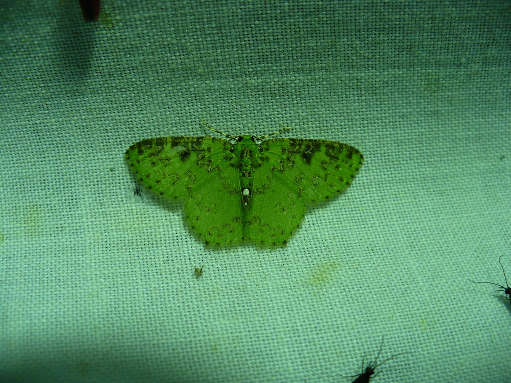 Nemoria adjunctaria