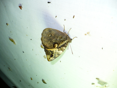 Opsiphanes bogotanus