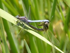 Orthetrum caffrum