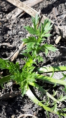 Matricaria discoidea