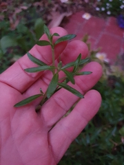 Felicia aethiopica