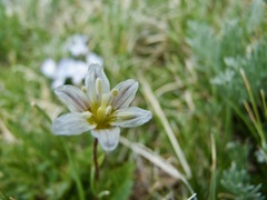 Gagea serotina