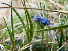 Eritrichium argenteum