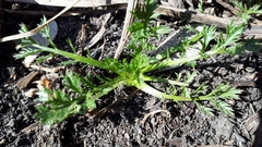 Matricaria discoidea