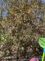Photinia niitakayamensis