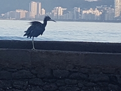 Egretta caerulea