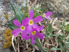 Primula angustifolia