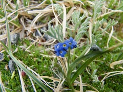 Eritrichium argenteum