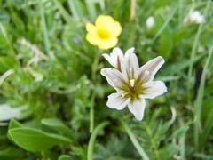 Gagea serotina