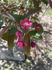 Photinia niitakayamensis