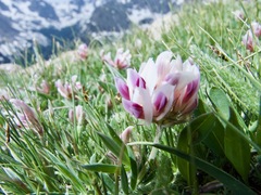 Trifolium dasyphyllum
