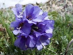 Polemonium viscosum