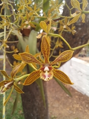 Encyclia rzedowskiana