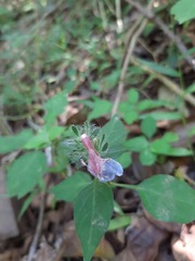 Justicia petiolaris