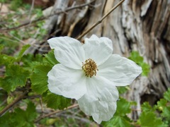 Rubus deliciosus
