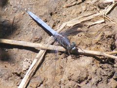 Orthetrum caffrum