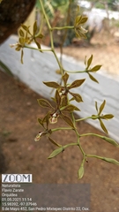 Encyclia rzedowskiana