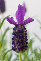 Lavandula stoechas