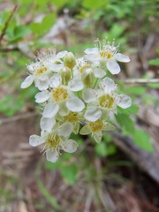 Physocarpus monogynus