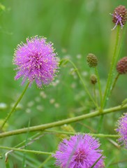 Mimosa hystricina