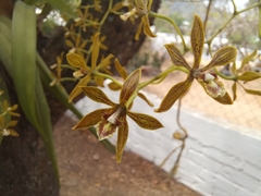 Encyclia rzedowskiana
