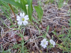 Cerastium arvense strictum