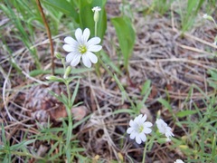 Cerastium arvense strictum