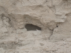 Dipsosaurus dorsalis dorsalis