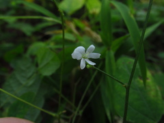 Hylodesmum pauciflorum