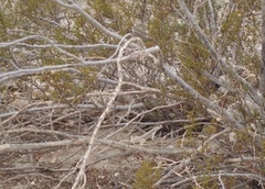 Dipsosaurus dorsalis dorsalis