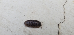 Armadillidium vulgare