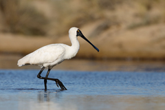 Royal Spoonbill - Photo (c) patrickkavanagh, some rights reserved (CC BY)