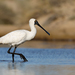 Royal Spoonbill - Photo (c) patrickkavanagh, some rights reserved (CC BY)