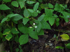 Hylodesmum pauciflorum