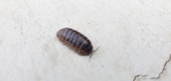 Armadillidium vulgare
