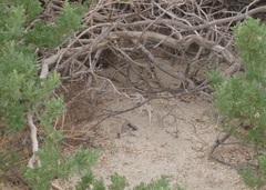 Dipsosaurus dorsalis dorsalis