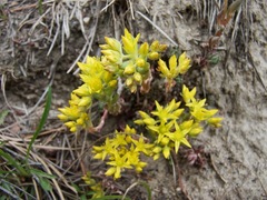 Sedum lanceolatum lanceolatum