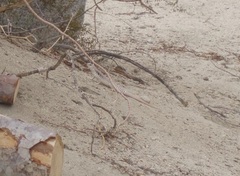 Dipsosaurus dorsalis dorsalis