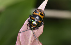 Chrysocoris fascialis