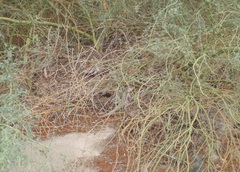 Dipsosaurus dorsalis dorsalis