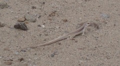 Dipsosaurus dorsalis dorsalis