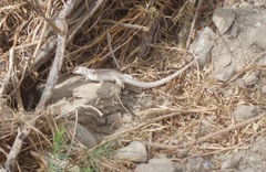 Dipsosaurus dorsalis dorsalis