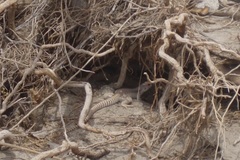 Dipsosaurus dorsalis dorsalis