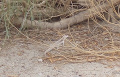 Dipsosaurus dorsalis dorsalis