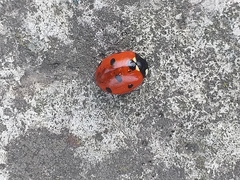 Coccinella septempunctata