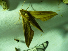 Xylophanes tersa