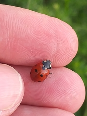 Coccinella septempunctata