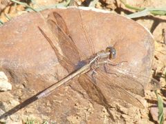Orthetrum caffrum