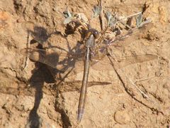 Orthetrum caffrum